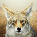 Fil:Coyote.png