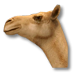Fil:Camel.png