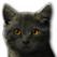 Kitty2.png