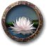 Collect lotus flowers.png