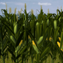 Fil:Corn field.png